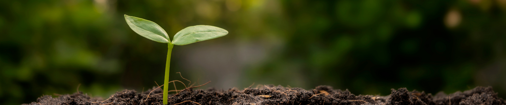 Sustainability strategy beyond the planet: People, ethics and governance